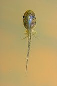 Stripeless Tree Frog tadpole on pond surface Spain