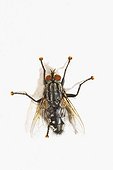 Flesh Fly on white background Spain