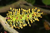 Closeup Carob Tree male flower Spain
