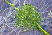 Mistletoe with mature berries Spain