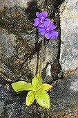 Common Butterwort flowers Pyrenees Spain