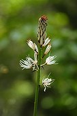 White Asphodel Plant flowers Pyrenees Spain