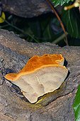 Tree Fungus Fruiting body on White Mulberry Tree trunk Spain