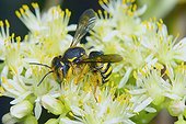 Cotton Bee collecting nectar on flowers Spain