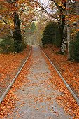 Beech trees in fall Ordesa y Monte Perdido Pyrenees Spain