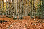 Beech trees in fall Ordesa y Monte Perdido Pyrenees Spain