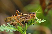 Migratory Locust on a leaf Spain