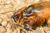 Mole Cricket on ground Spain