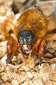 Mole Cricket on ground Spain