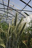 Organic culture of wheat under greenhouse