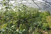 Organic plantation of vegetables under greenhouse