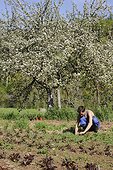 Weeding in an organic plantation in Aveyron  France