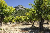 Vineyard in the Gard  France