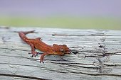 Endemic Wood Gecko New Caledonia