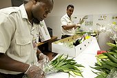 Insepection de fleurs en provenance de Singapour Calédonie ; Les agents du SIVAP inspectent des colis de fleurs importées en Nouvelle-Calédonie depuis Singapour. Ils recherchent des insectes parasites et autres contaminations susceptibles de se répandre ensuite sur le territoire en l'absence de traitement. SIVAP = Service d'Inspection Vétérinaire, Alimentaire et Phytosanitaire. Ce service gouvernemental néo-calédonien est l'organe de coordination de la biosécurité sur l'archipel. Son rôle est notamment de bloquer toute importation d’espèces nouvelles sur le territoire calédonien, pour en protéger le milieu naturel très précieux et fragile du fait de taux d’endémisme extrêmes (hotspot mondial de biodiversité).