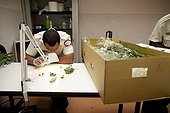 Insepection de fleurs en provenance de Singapour Calédonie ; Les agents du SIVAP inspectent des colis de fleurs importées en Nouvelle-Calédonie depuis Singapour. Ils recherchent des insectes parasites et autres contaminations susceptibles de se répandre ensuite sur le territoire en l'absence de traitement. SIVAP = Service d'Inspection Vétérinaire, Alimentaire et Phytosanitaire. Ce service gouvernemental néo-calédonien est l'organe de coordination de la biosécurité sur l'archipel. Son rôle est notamment de bloquer toute importation d’espèces nouvelles sur le territoire calédonien, pour en protéger le milieu naturel très précieux et fragile du fait de taux d’endémisme extrêmes (hotspot mondial de biodiversité).