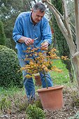 Pruning of a maple in a garden