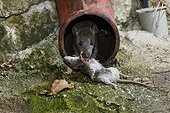 Brown rat eating a House mouse France
