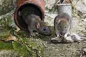 Brown rat eating a House mouse France