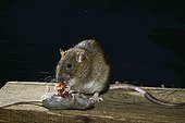 Brown rat eating a House mouse France