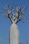 Pachypodium 'palm of Madagascar' Madagascar South 