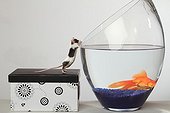 House mouse and goldfish in a fishbowl 