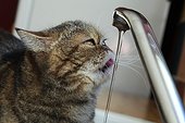 Cat drinking from the tap