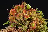Roundleaf Sundew Ossau Valley Pyrenees France