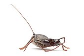 Giant Vinegaroon ; Vinaigrier Mastigoproctus giganteus