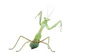 Mantis ; Mante Hierodula grandis Mantidae Originaire d'Inde du Nord - Birmanie