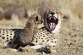 Female yawning and young male cheetah in savanna Namibia  ; Age: 41 days 