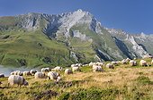 Sheep on pasture Col du Soulor Pyrenees France ; In background massive limestone Gabizos: 2692m. 