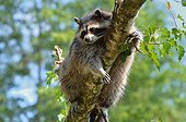 Raccoon on a branch animal park Argelès France 