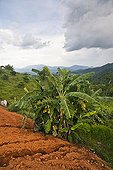 Banana tree Northern Thailand