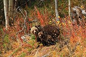 Grizzly female with a cub in bushes Canada ; Age of Pooh: 1 year and a half