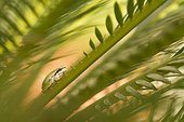 Southern tree frog on leaf of Cycas France