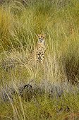 Cheetah in the tall grass of the Kgalagadi South Africa