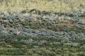Oryx in the dunes of the Kalahari Kgalagadi South Africa 