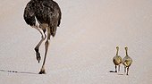 Ostrich and chicks in desert Kgalagadi South Africa 