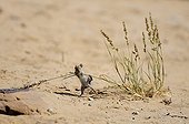 Climbing Mouse catching a grass Kgalagadi South Africa 