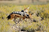 Black-backed jackals in dunes Kgalagadi South Africa 