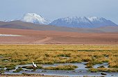 Wetland and Volcan El Tatio Atacama Desert Chile Andes ; The wetlands are home to many birds despite the altitude 