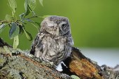 Little Owl on a branch France