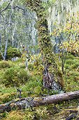 Pulmonary Lichen on trunk undergrowth Hamra NP Sweden