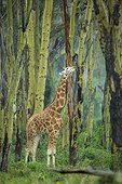 Rotschild's Giraffe male in the forest Acacia Nakuru Kenya