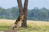 Male lions marking a tree Masai Mara Kenya 