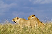 Lions in the savannah Masai Mara Kenya