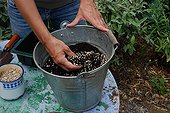 Cuttings in a garden
