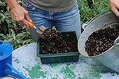 Cuttings in a garden