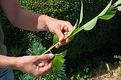 Cuttings in a garden